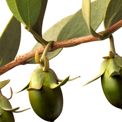 JOJOBA