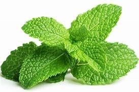 MENTHE POIVREE